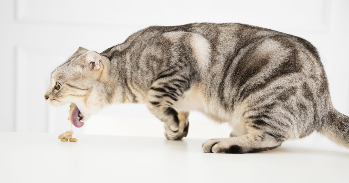 Chronic renal failure in cats